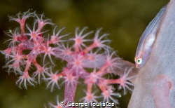 Pink Goby by George Touliatos 